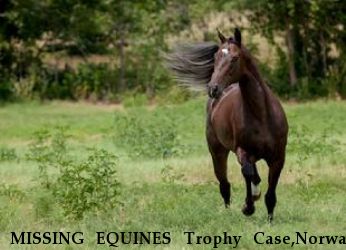 MISSING EQUINES Trophy Case,Norway Near BOWIE, TX, 76230